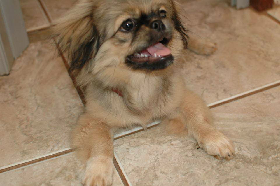 Pet desaparecido (Arquivo pessoal da família)