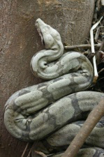 Cobra foi a atração do domingo na Vila Maciel