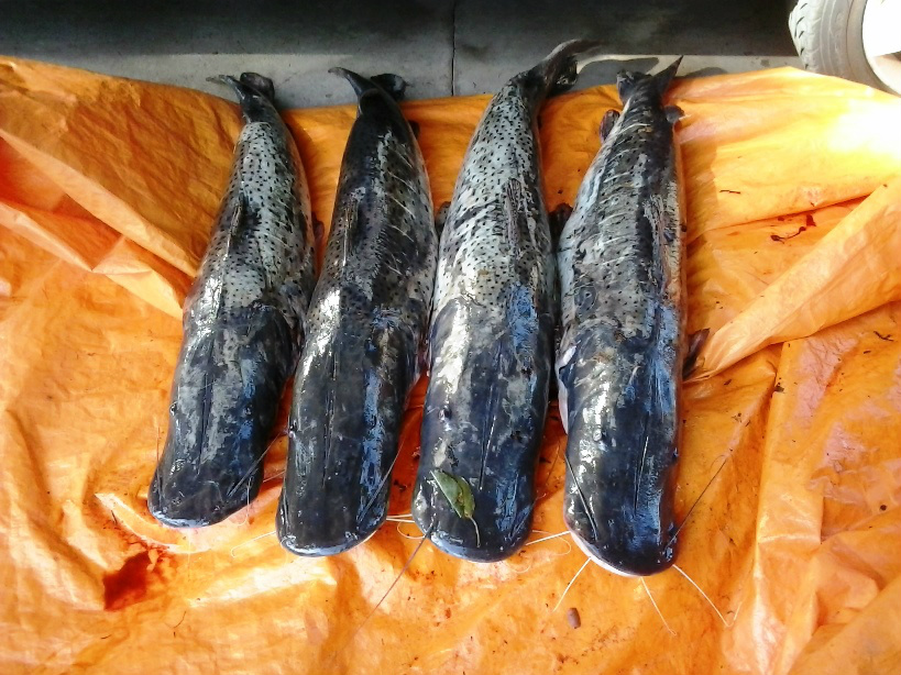 Pescado apreendido (Foto Assessoria de Imprensa)