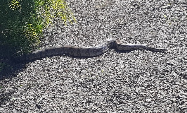 Jiboia com mais de dois metros é encontrada em loja de Campo Grande — Foto: Polícia Militar Ambiental/ Divulgação