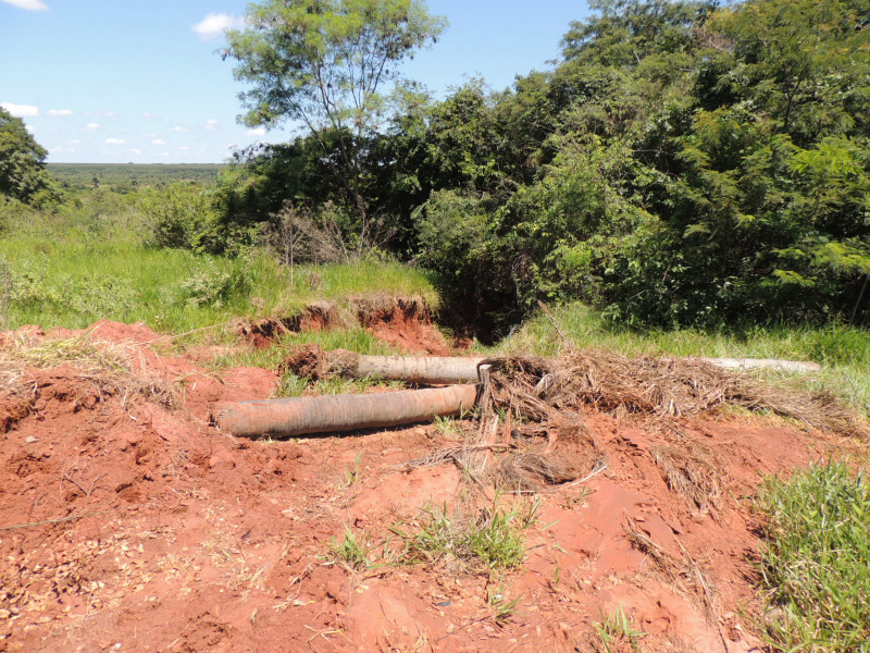 Palmeiras caíram com a erosão