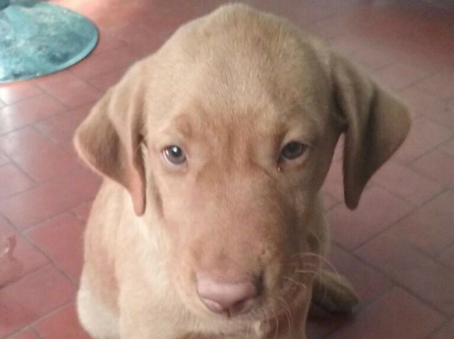 Cachorro furtado. (Foto: Divulgação).