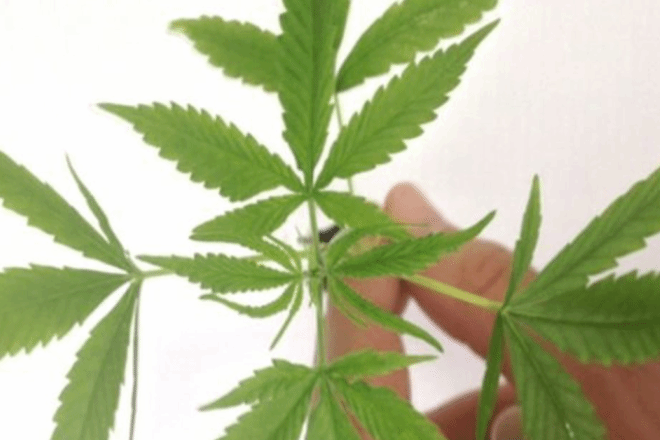 Começa a valer no Brasil a fabricação de remédios à base de maconha. Foto: Correio do Estado