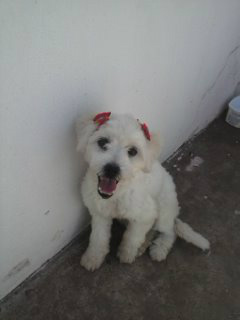 A Poodle é super dócil e apareceu na loja de EPI's, as donas da loja procuram os verdadeiros donos.