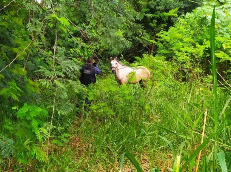 Cavalo mantido amarrado em mata estava sem beber água (Foto: Divulgação) 