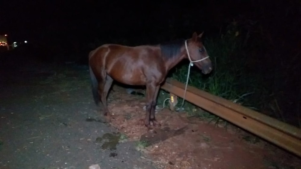 Cavalo teve ferimentos na barriga — Foto: Adílson Domingos