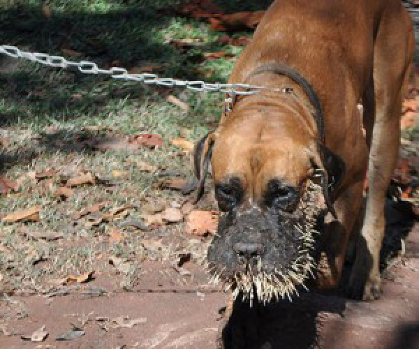 Porco-espinho revida ataque e quatro cachorros ficam feridos - Notícias de  Três Lagoas - Rádio Caçula