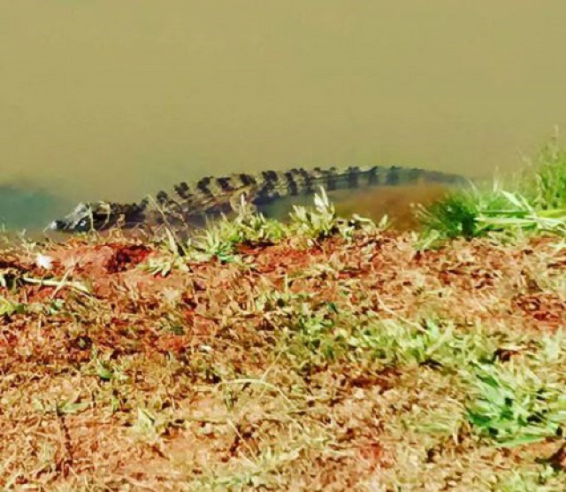 Filhote de jacaré na margem de lagoa em Paranaíba - Foto: Fernanda Martins/Arquivo pessoal / Interativo.