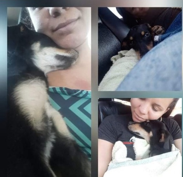 Cachorrinha faz tratamento nos rins e toma medicamentos diariamente