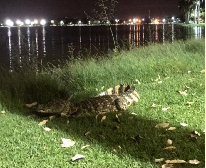 Aparentemente os jacarés resolveram sair do esconderijo para apreciar a noite de Três Lagoas. Foto: Ouvinte