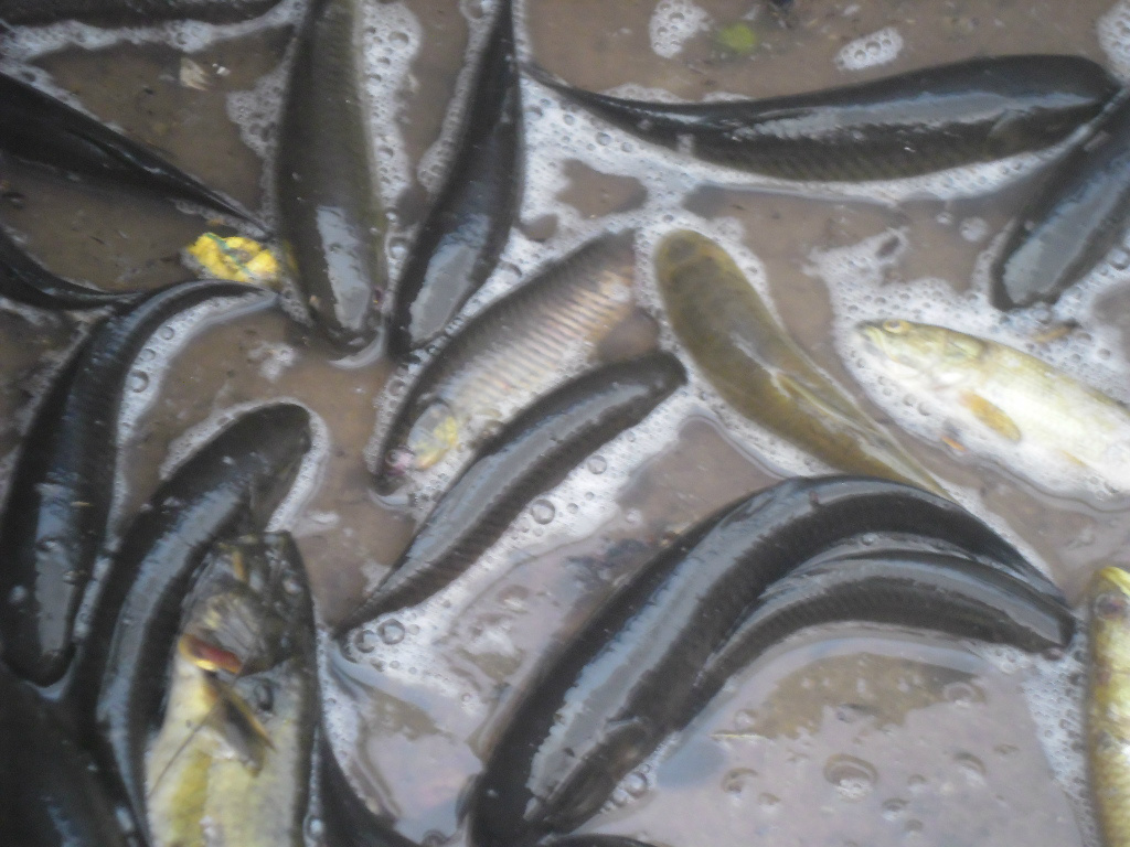 Iscas Vivas (Foto Rádio Caçula)