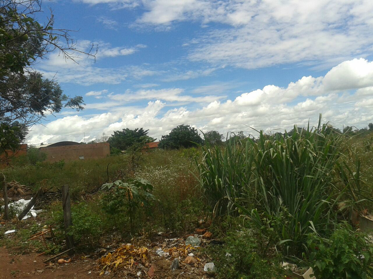 Área da prefeitura de Três Lagoas (MS) sem limpeza.Foto: enviada por internauta