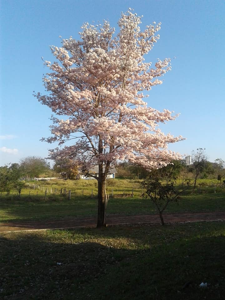 O Outono traz a florada dos ipês, no Mato Grosso do Sul. Ipê branco do Cerrado. Foto: Julia Vasquez/Radio Caçula.