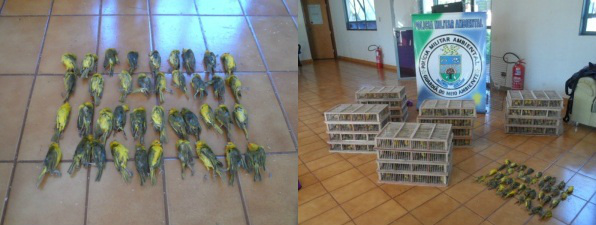 Várias aves já estavam mortas. Eles seriam levados para Brasília. Lá seriam vendidos por R$ 50. (Foto: divulgação)