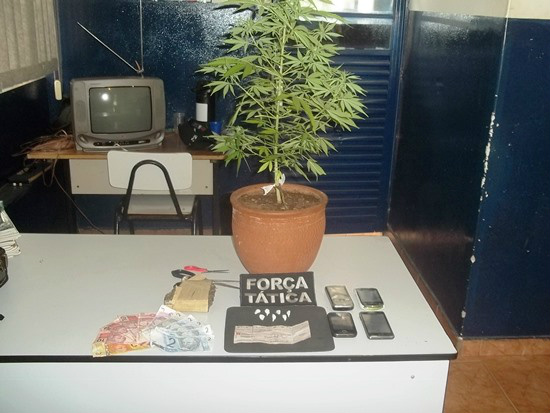 Produtos apreendidos pela polícia, havia até um pé de maconha no local.Foto: Divulgação