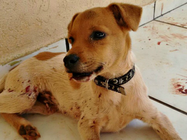 Cãozinho vivia nas ruas e foi resgatado por moradora no domingo (31) (Foto: Natanny Carla/Arquivo Pessoal)