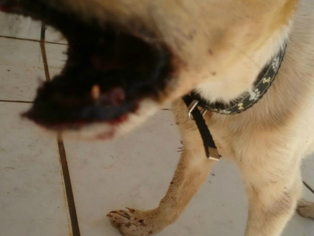 Dentes foram empurrados para dentro da gengiva, diz veterinária (Foto: Natanny Carla/Arquivo Pessoal)