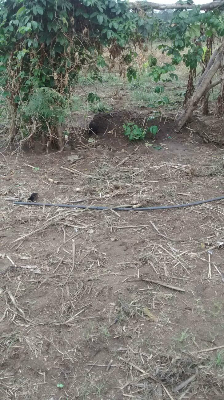 Local onde a vítima foi enterrada 