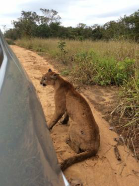 Foto: Divulgação PMAAnimal foi resgatado na rodovia BR-158