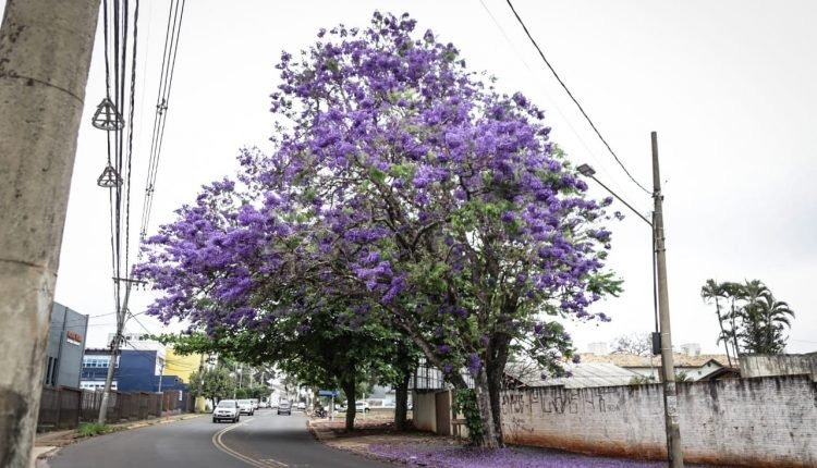 Segundo dia de primavera será mais quente - Foto: Henrique Arakaki