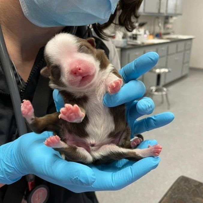 A cachorrinha Skipper nasceu com um distúrbio congênitoREPRODUÇÃO/FACEBOOK