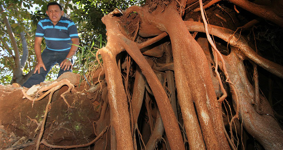 Pedroso da Paz olha desolado para a erosão que avança às margens do Córrego Anhanduí e ameaça as árvores do local (Foto: Victor Chileno)