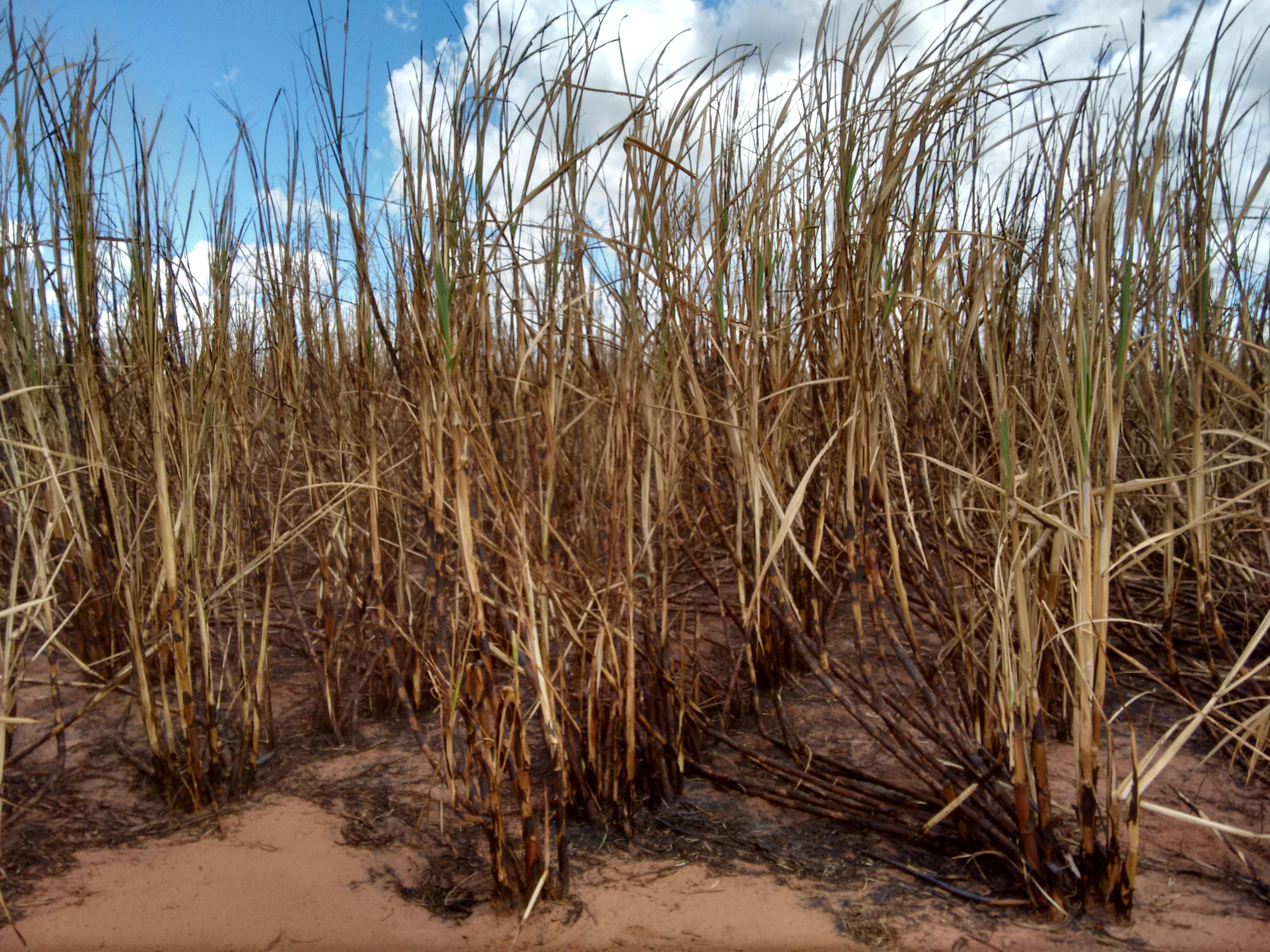 Foto: Assessoria de Comunicação 