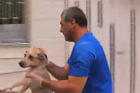 Os cães, muito magros, apresentavam fraqueza, pulgas e carrapatosReprodução Rede Record