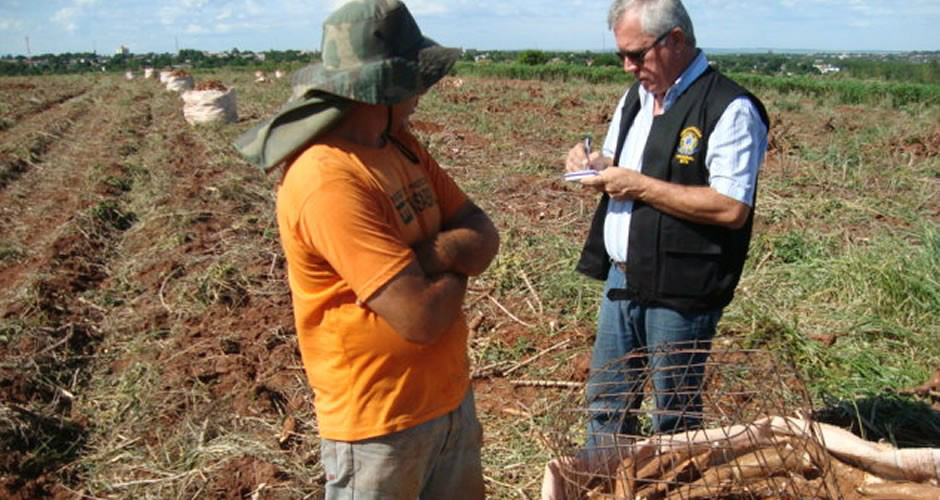 Trabalhadores resgatados de plantações de mandioca (Foto: MTE)