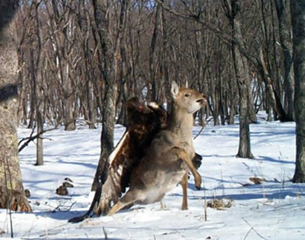 Foto:Wildlife Conservation Society/ZSL
