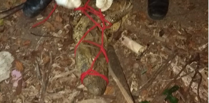 Morador se assusta ao encontrar jacaré no quintal de casa - Foto: PMA