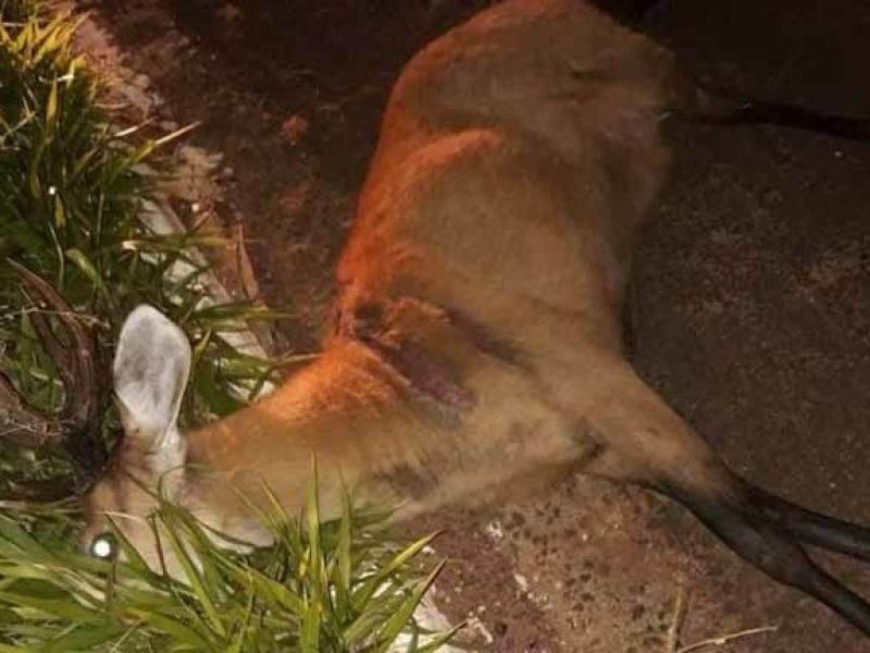 O animal estava caído no meio da pista quando aconteceu a colisão
