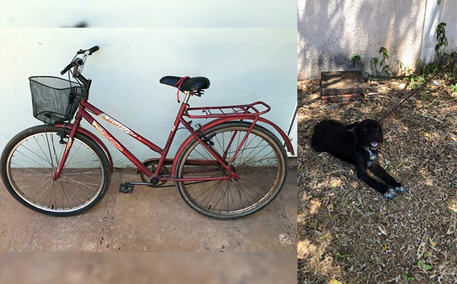 Além de recuperar bicicleta furtada, a Policia Civil de Três Lagoas resgata cão abandonado. Foto: SIG