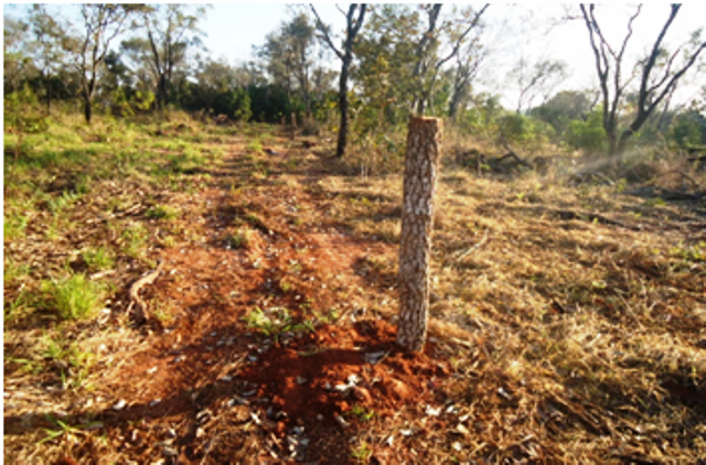 (Foto: Divulgação/ PMA)