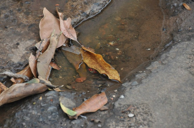 Mosquito da dengue prolifera em bairros com terrenos sujos e locais com água acumulada (Foto: Marcelo Calazans)