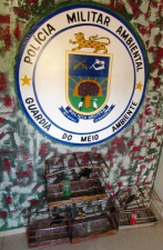 Gaiolas com pássaros apreendidos pela PMA em assentamento. (Foto: Divulgação/PMA)