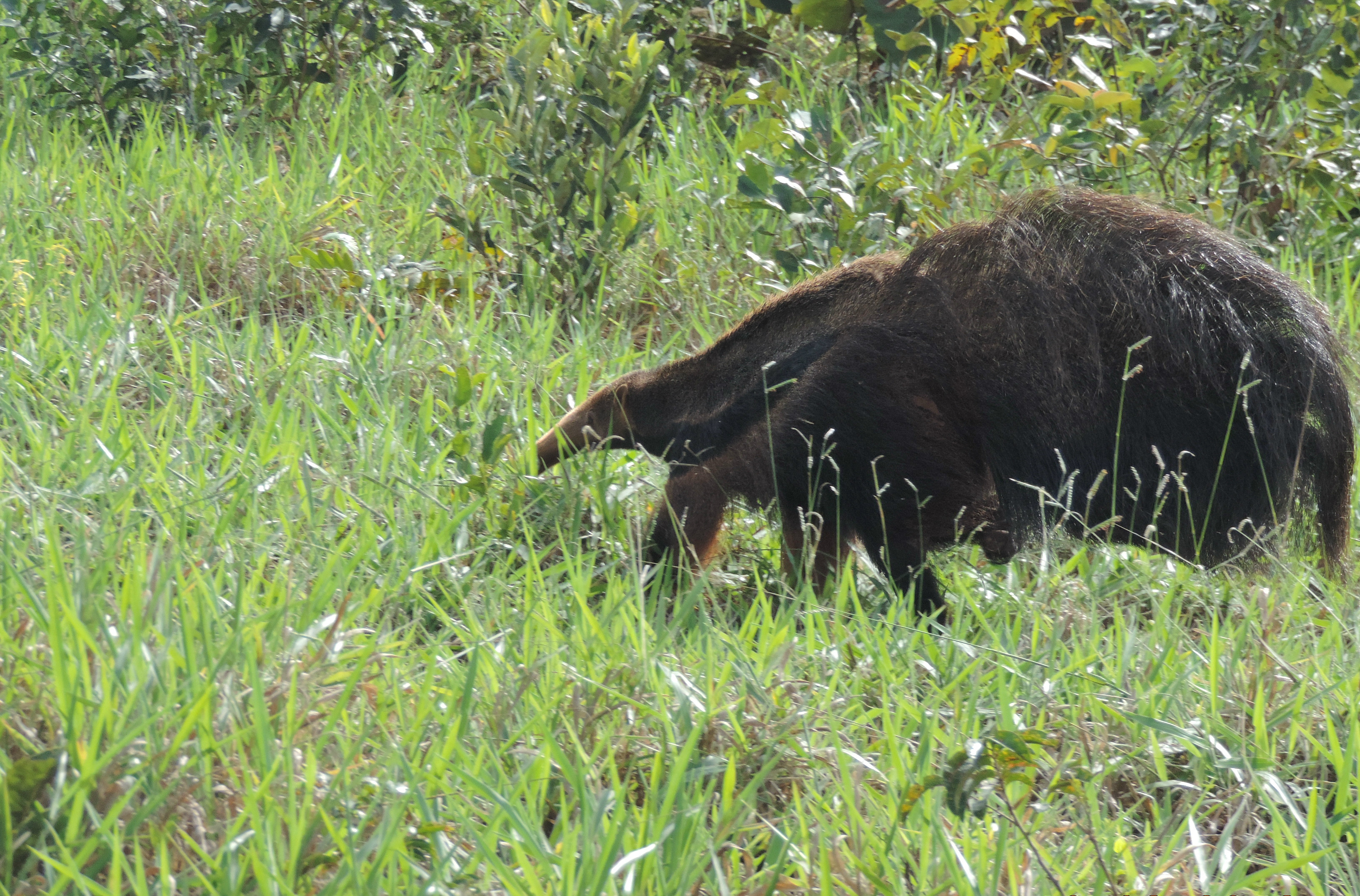 Um tamanduá-bandeira e um filhote de onça-parda foram flagrados por profissionais da Fibria.