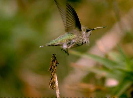 Imagens em câmera lenta ajudaram os cientistas a calcular a eficiência do pássaroBBC