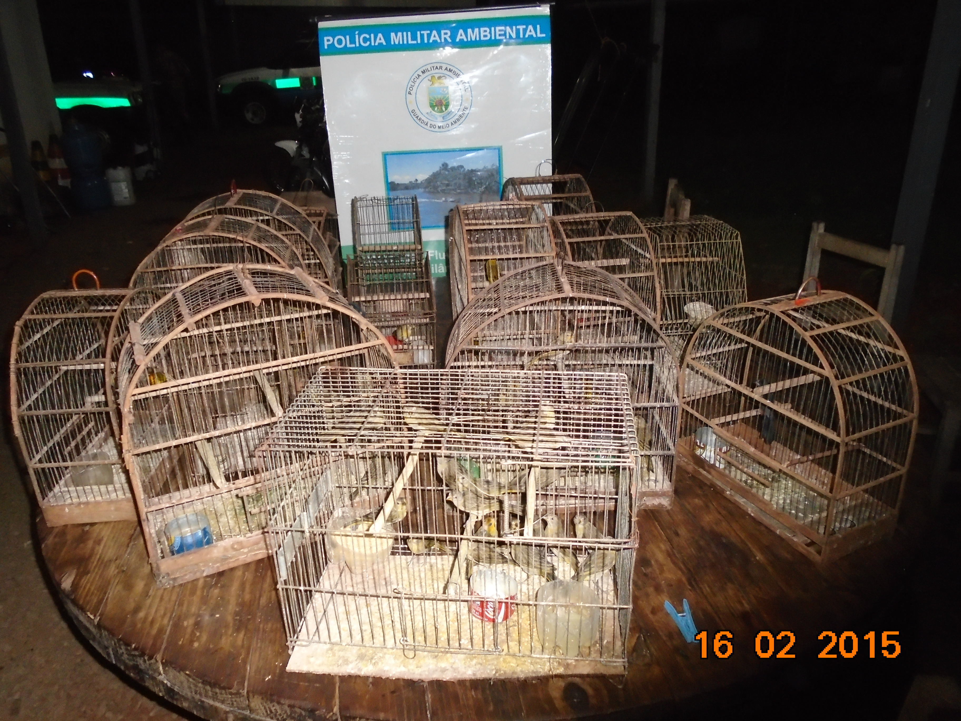 PMA autua idoso em R$ 45,5 mil por criar ilegalmente e praticar maus-tratos a 41 aves silvestres‏. Foto; Assessoria PMA.