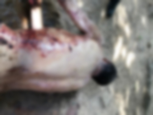 Corpo da vítima foi encontrado com cinco facadas, na região dos ranchos do bairro Jupiá - Foto: Divulgação