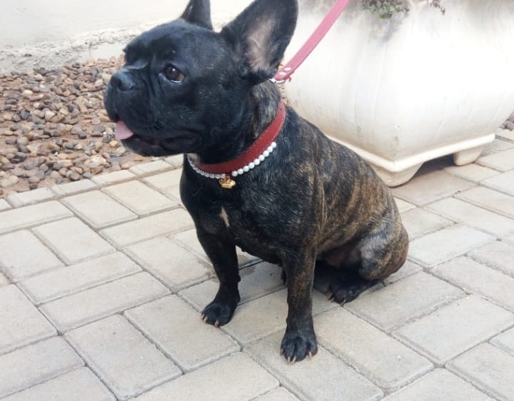 Atena, cachorrinha que está desaparecida deste terça-feira (19). Foto: Arquivo pessoal.