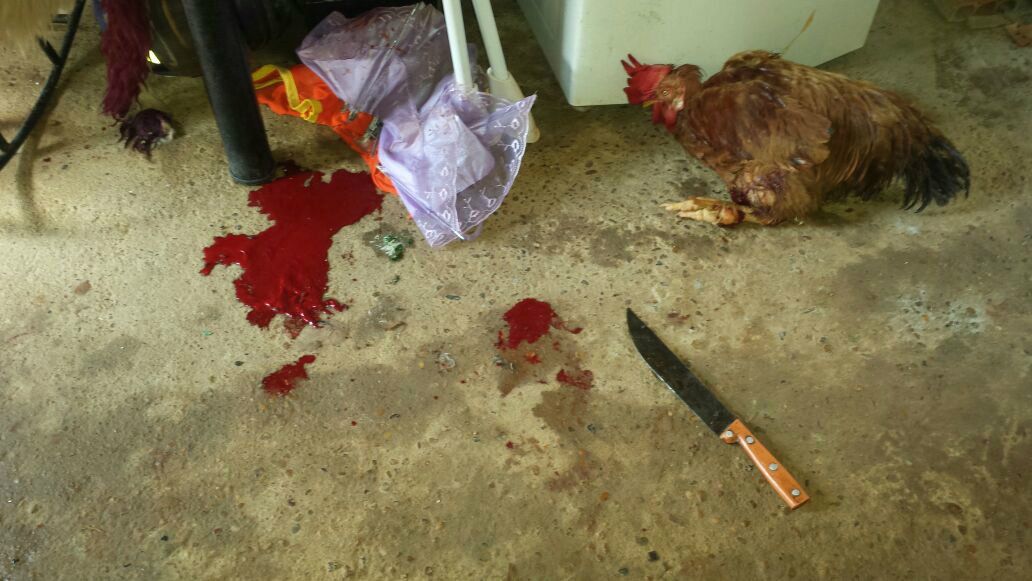 Homem corta crista de galo e come crua em Três Lagoas (MS). Foto: Rádio Caçula.