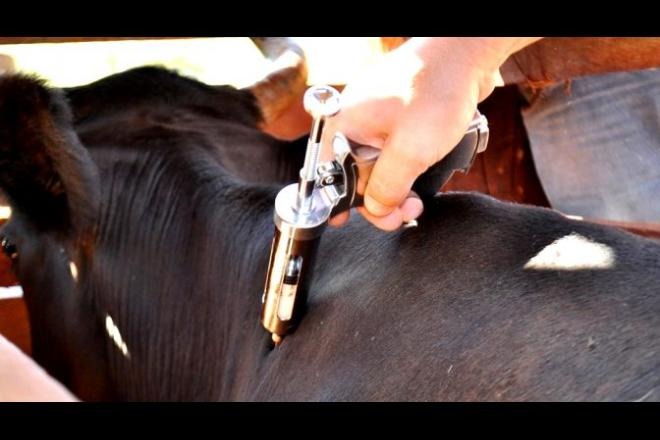 Vacinação começa em maio em Mato Grosso do Sul - Foto: Divulgação