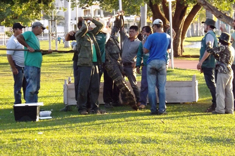 Antes de ser levado para reserva os animais estão sendo medidos e pesados - Foto: Silvio Domingos