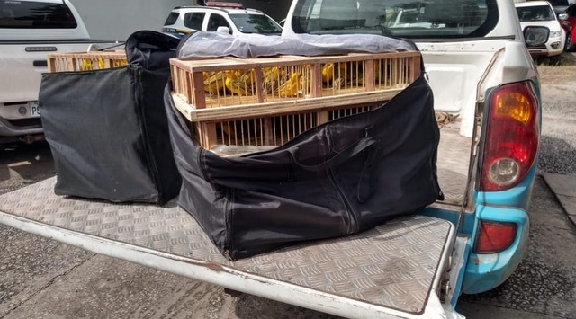 Canários-peruanos estavam em gaiolas - Foto: Divulgação / PMA