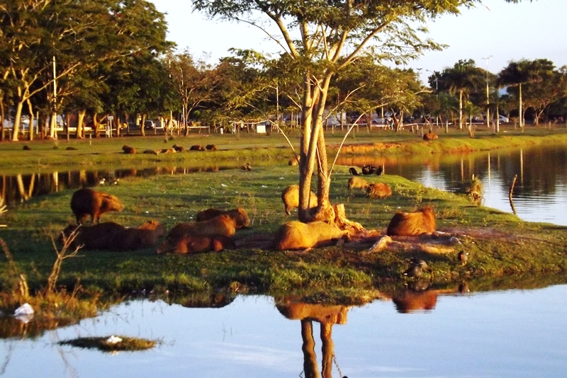 As capivaras do local também receberão uma atenção especial em um futuro próximo