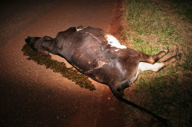 Com a força do impacto o animal morreu no local.(Foto: Wilson Amaral/MS Cidades)