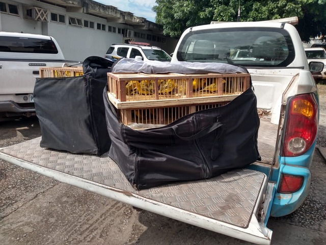 Animais entraram ilegalmente no País - Foto: Divulgação / PMA