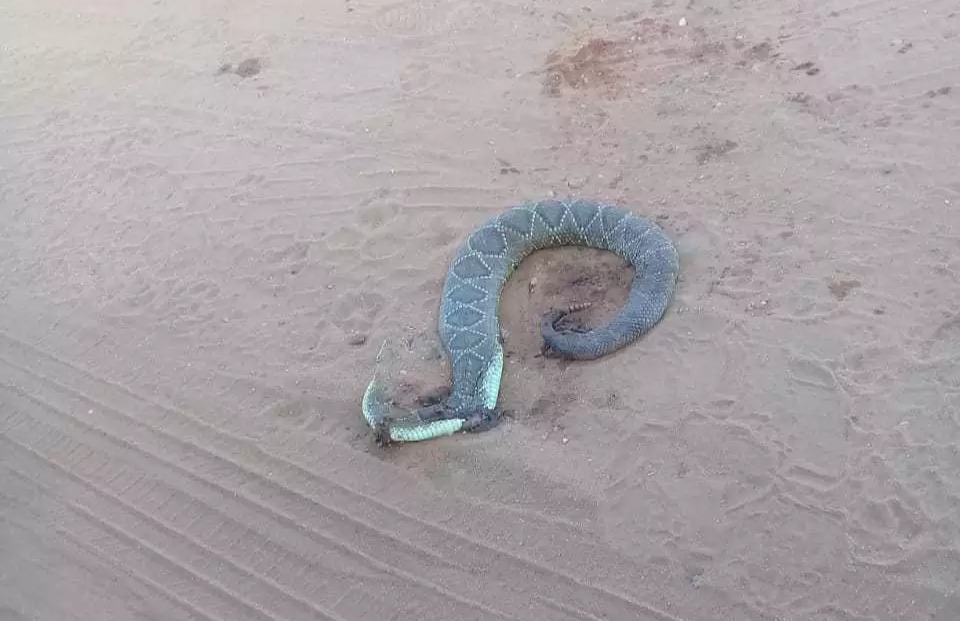 Moradora afirma que desde semana passada 4 serpentes apareceram próximo da residência.