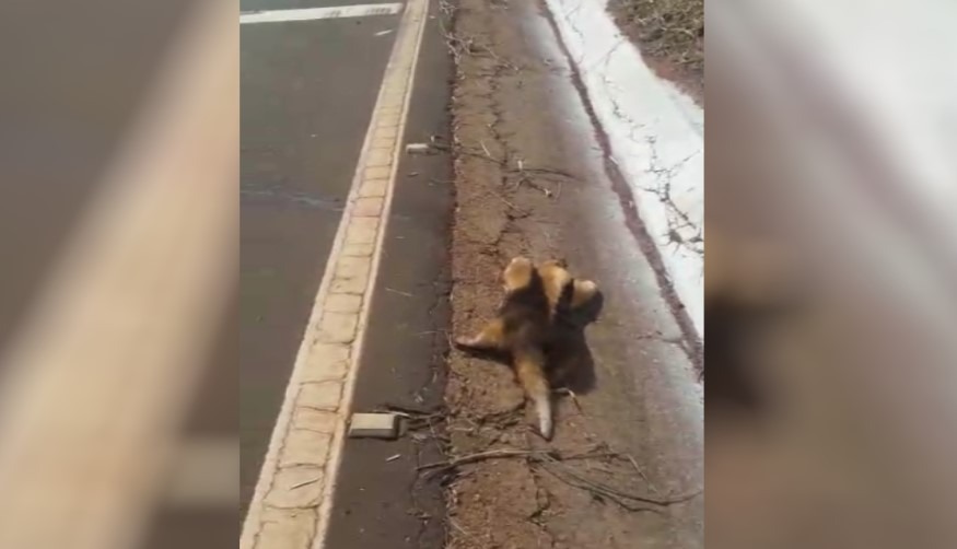 Tamanduá recolhido do meio da pista. Foto: Divulgação.